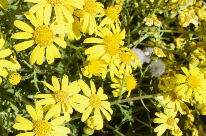 From Mount Etna to the UK: genetics reveal Oxford ragwort's unique journey and resilience