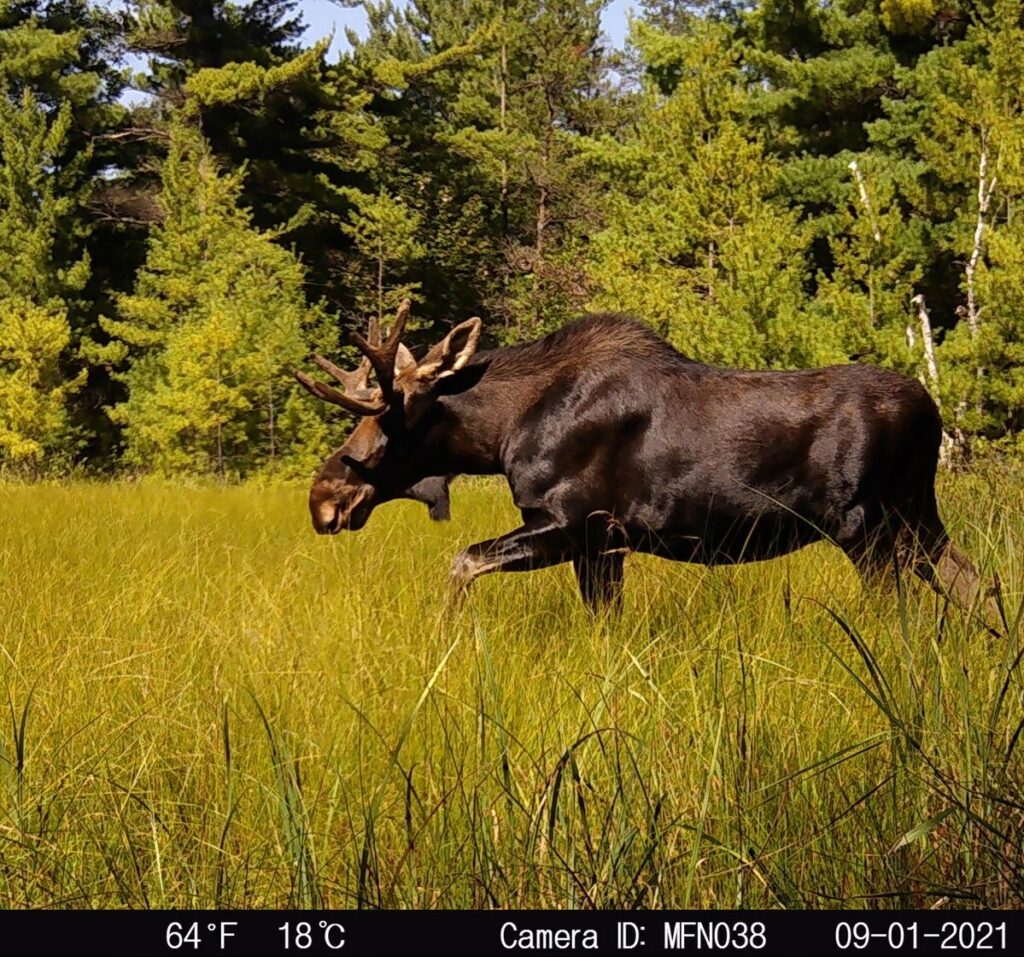 How Magnetawa First Nation Follows Wildlife | Narwhal