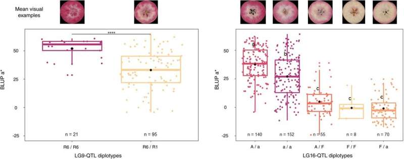 Unraveling the genetic secrets of apple-red flesh-a bittersweet discovery