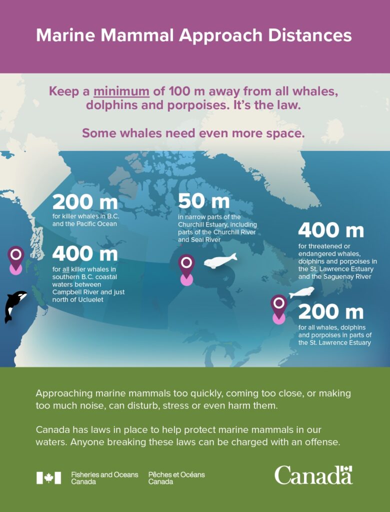 Infographic: Canadian Mammal Rules.